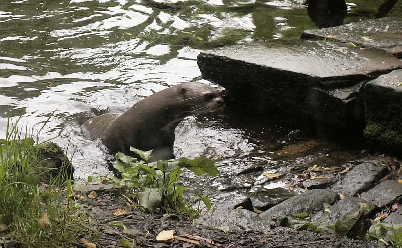 03 Giant Otter.jpg